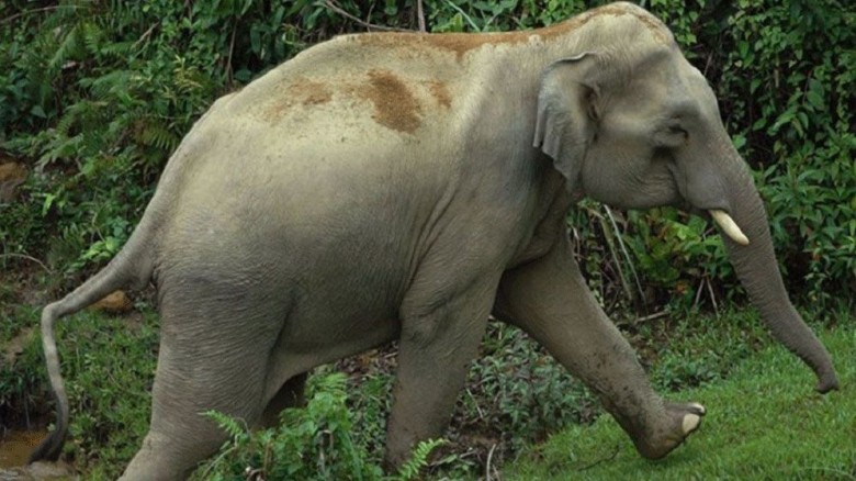 বন্যহাতির আক্রমণে নারীর মৃত্যু...